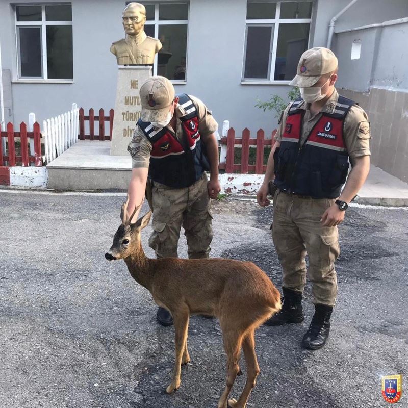 Amasya’da jandarmadan ayağı kırık karacaya şefkat eli
