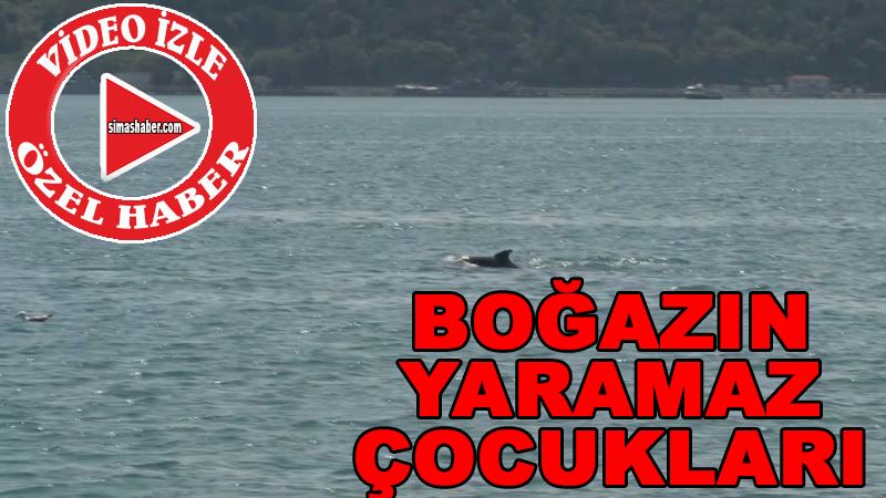 (Özel) İstanbul Boğazı’nda yunus balıklarından görsel şölen