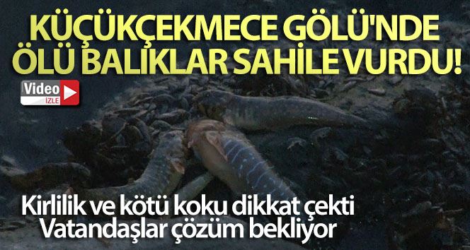 Küçükçekmece Gölü’nde ölü balıklar sahile vurdu