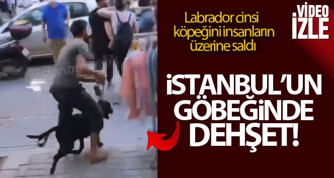 (Özel) İstanbul’un göbeğinde labrador retriever dehşeti