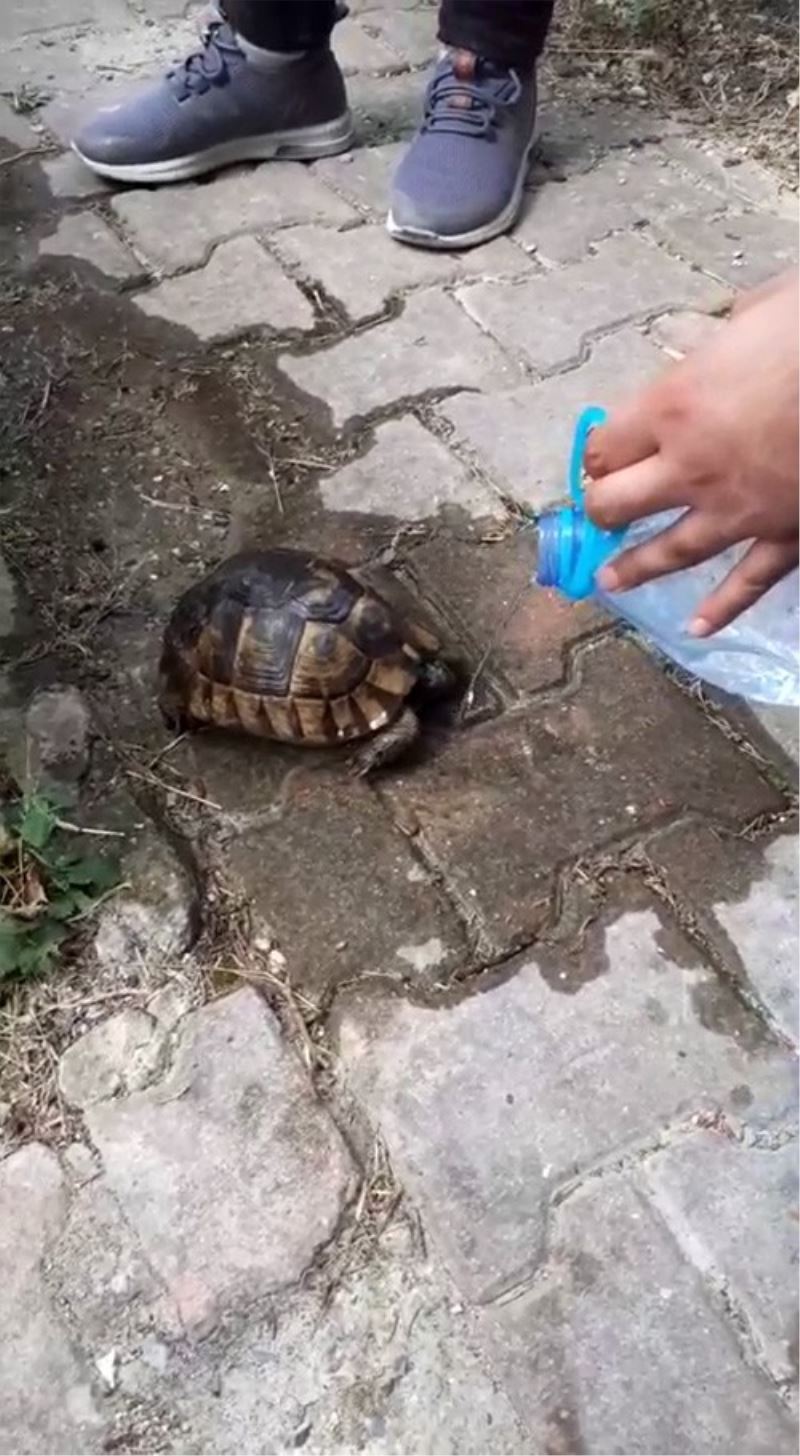 Ölmek üzere olan kaplumbağaya can suyu
