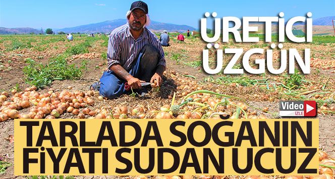 Tarlada soğanın fiyatı sudan ucuz