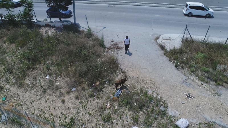 (ÖZEL) Sultangazi’de kaçan kurbanlığı yakalama çabası drone ile görüntülendi