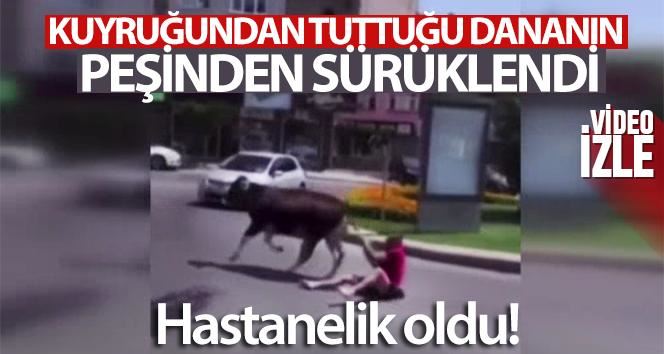 Kuyruğundan tuttuğu dananın peşinden sürüklendi