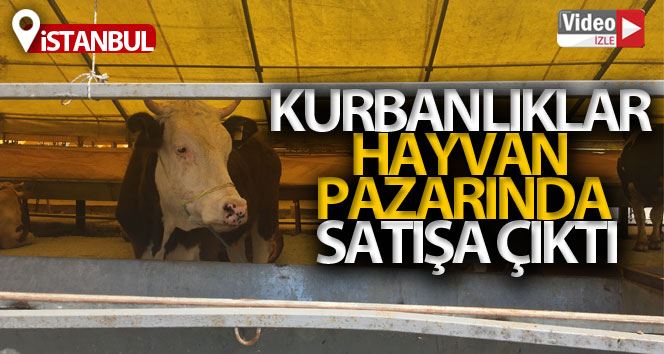 Kurbanlıklar hayvan pazarında satışa çıktı