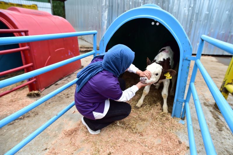 (Özel) Buzağılara anne şefkati ile yaklaşan veteriner
