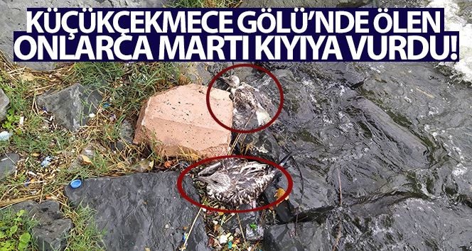 (ÖZEL) Küçükçekmece Gölü’nde balık ölümlerinden sonra martı ölümleri