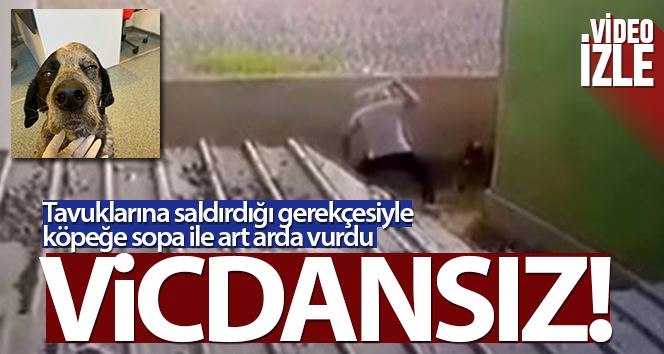 (Özel) Ataşehir’de gözü dönen saldırgan köpeği sopa ile dövdü