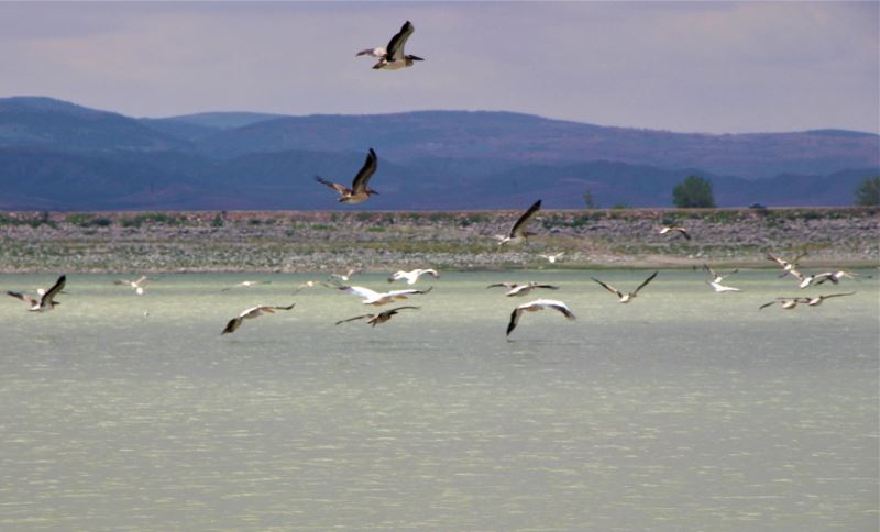 Ak pelikanlar göç hazırlığına kanat çırpıyor

