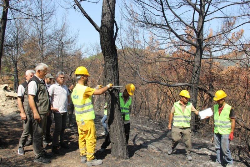 Orman Genel Müdürlüğü yangında zara gören alanlar için çalışmalara başladı
