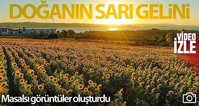 (ÖZEL) İstanbul’da ay çiçeği tarlalarından masalsı görüntüler