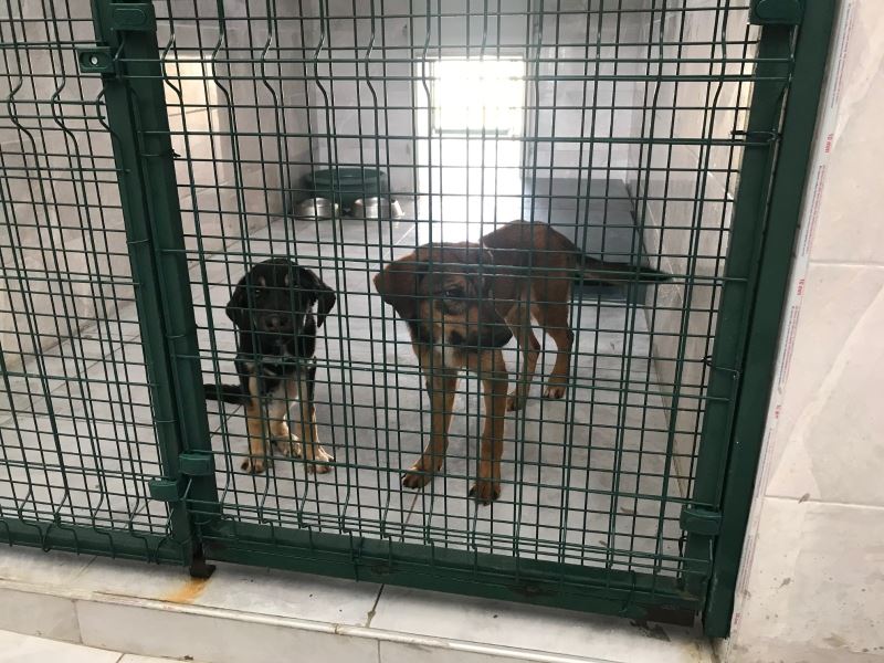 Beykoz’da sokak hayvanlarına özel rehabilitasyon merkezi

