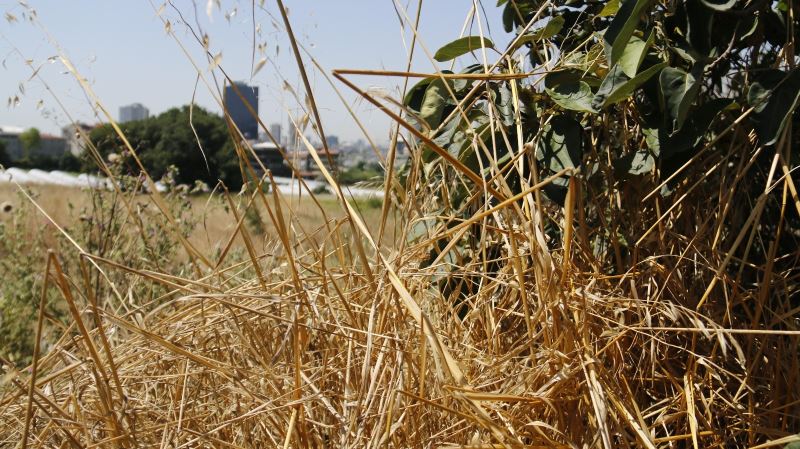 İBB yol kenarlarındaki yeşillik alanları kurumaya terk etti
