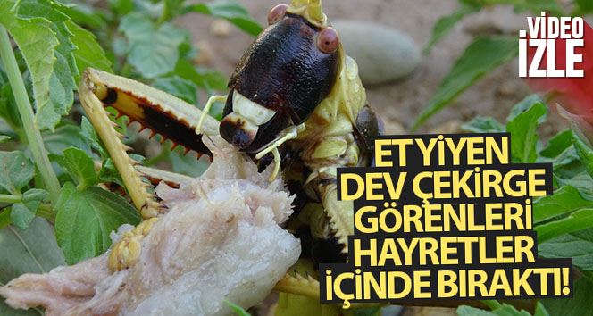 Et yiyen dev çekirge görenleri hayretler içinde bıraktı