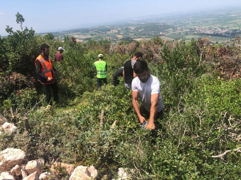 Defne, TÜRKPATENT tarafından ‘Türk’ ibaresi ile tescillenen ilk ürün oldu
