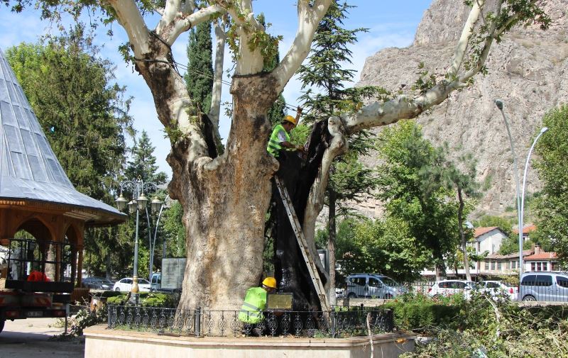 Amasya’daki 535 yıllık ikiz çınarlara bakım ve restorasyon yapıldı
