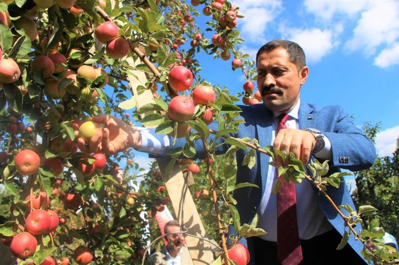 2 bin yıldır yetiştirilen Amasya misket elmasının hasadı başladı
