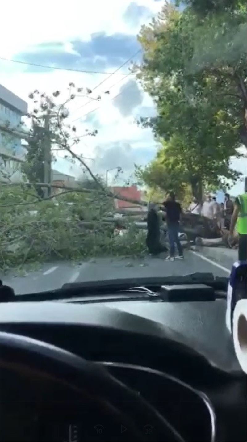 Küçükçekmece’de rüzgara dayanamayan ağaç gövdesinden kırıldı
