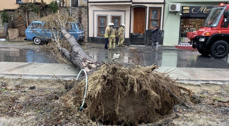 Balat’ta şiddetli rüzgar nedeniyle ağaç yola devrildi
