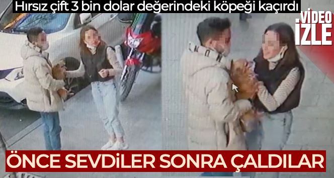 İstanbul’da ilginç köpek hırsızlığı kamerada: Sevgili çift “Badem’i” severek çaldı