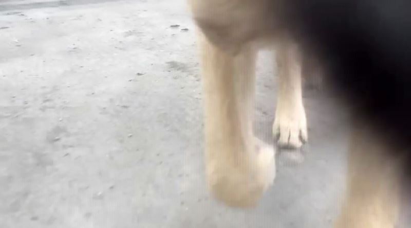 Video çekmek isterken telefonunu köpeğe kaptırdı
