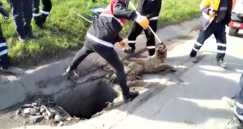 Sancaktepe’de kuyuda mahsur kalan köpeği kurtarma operasyonu
