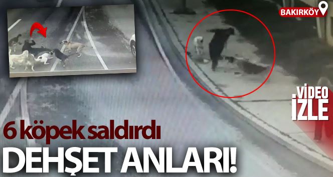 Bakırköy’de dehşet dolu anlar, iş adamına 6 köpek saldırdı