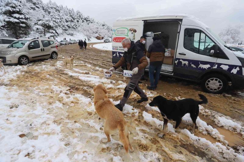 Kartal Belediyesi kar yağışında sokak hayvanlarını unutmadı
