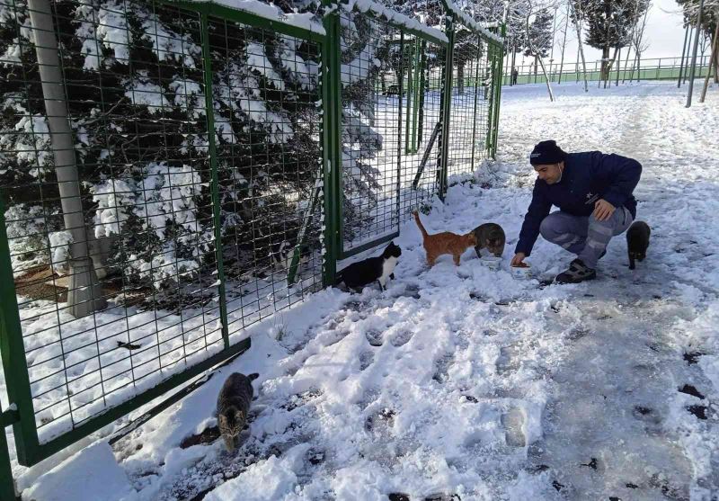 Küçükçekmece Belediyesi soğuk havalarda sokak hayvanlarını unutmuyor
