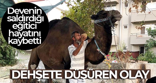 Devenin saldırdığı bir kişi hayatını kaybetti