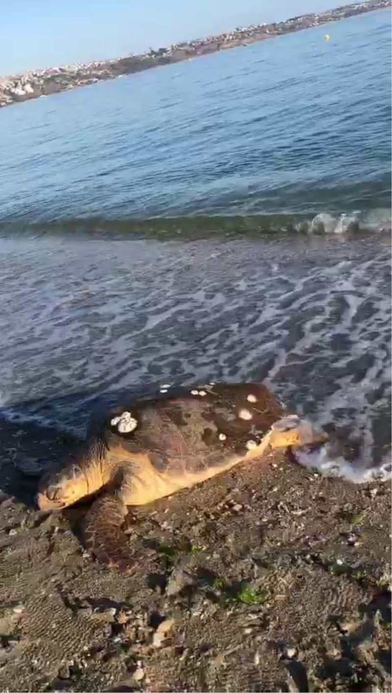 Marmara Denizi’nde şaşkınlık yaşatan olay, caretta caretta kıyıya vurdu
