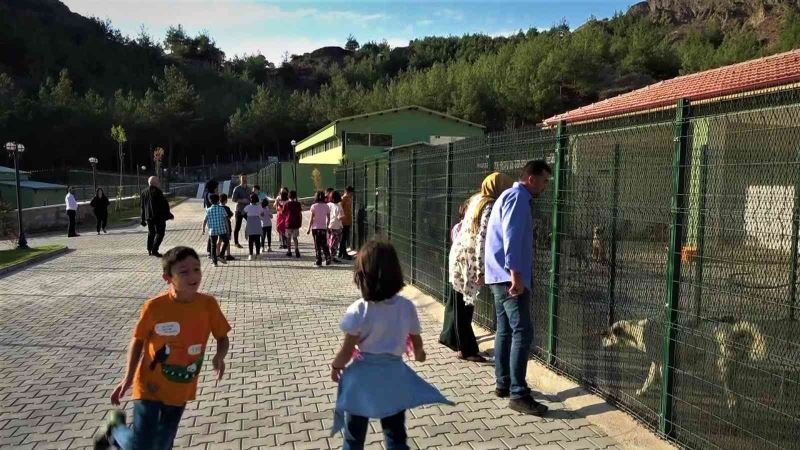 Amasya Belediyesi’nden sokak hayvanları için yerden ısıtmalı otel