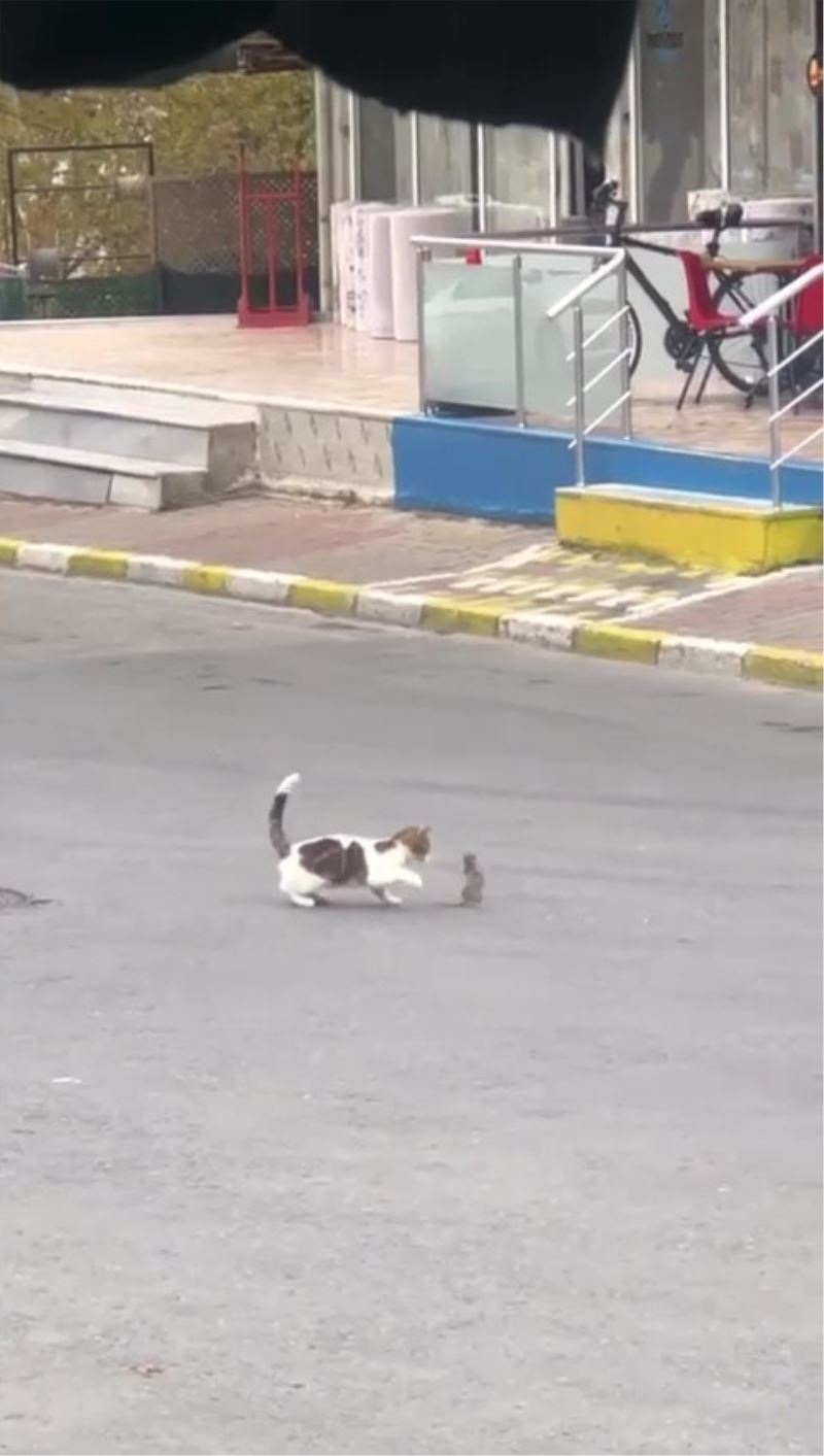 Kartal’da trafikte kedi ile farenin kavgası sürücülere zor anlar yaşattı