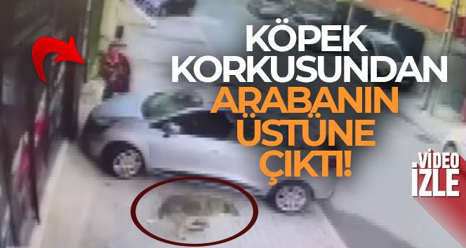 Sancaktepe’de bir vatandaş köpek korkusundan arabanın üstüne çıktı
