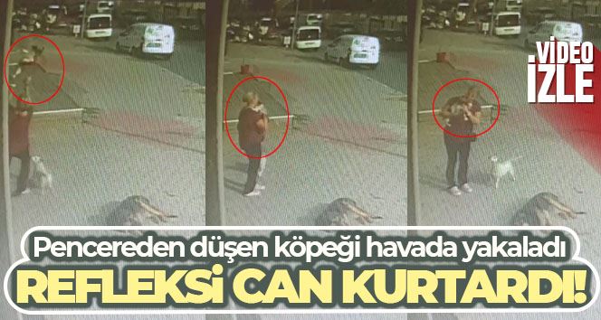 Büyükçekmece’de pencereden düşen köpeği havada yakaladı