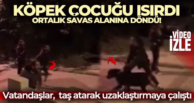 Büyükçekmece’de çocuğu köpek ısırınca ortalık savaş alanına döndü