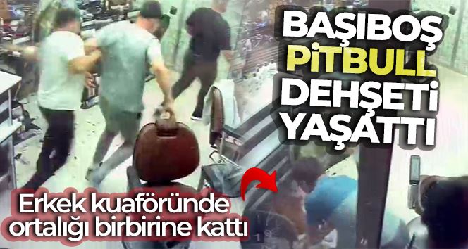 Erkek kuaförüne dalan pitbull ortalığı birbirine kattı