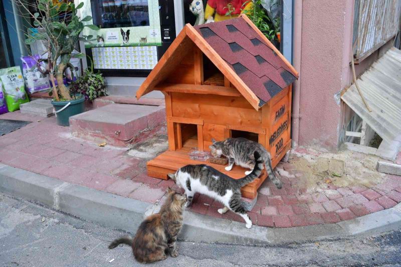 Fatih’te evi parçalanan kedi yeni yuvasına kavuştu
