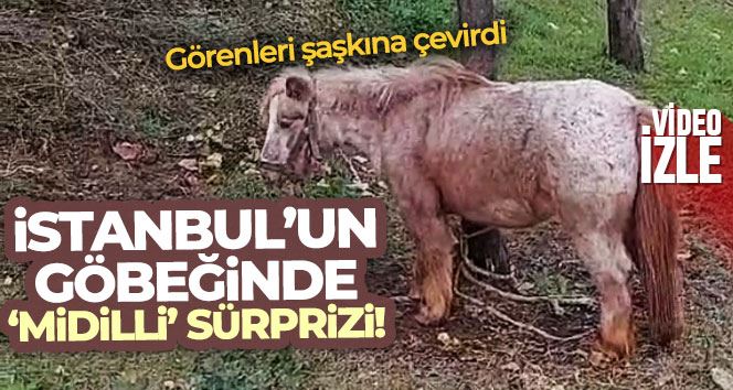 İstanbul’un göbeğinde “midilli” sürprizi: Ağaca bağlanmış at görenleri şaşkına çevirdi