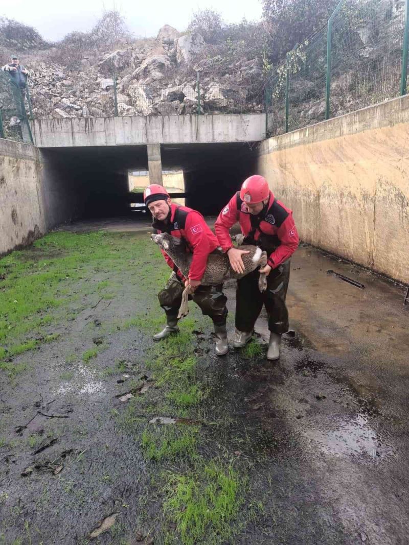 Sulama kanalına düşen karaca yavrusu kurtarıldı
