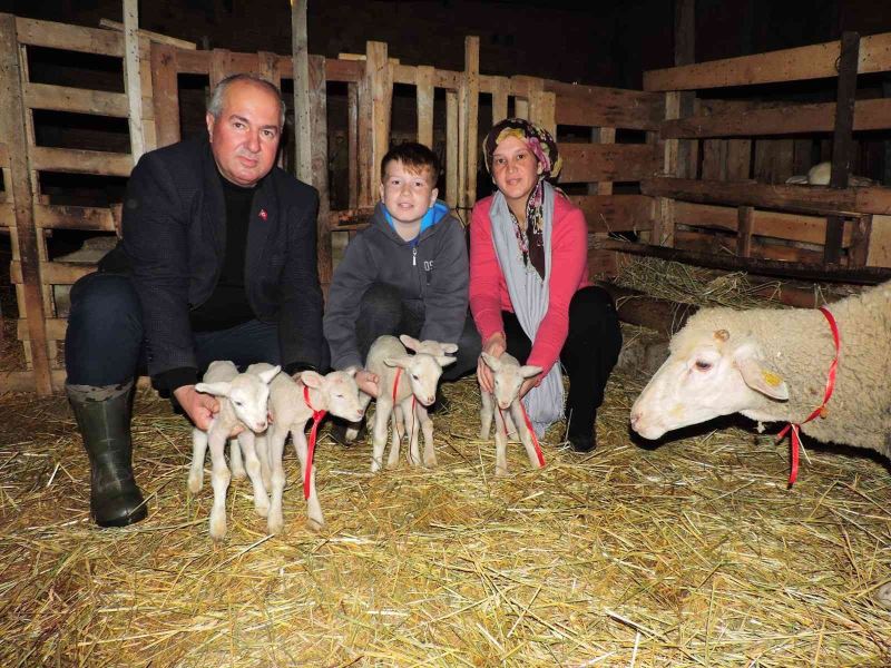 Tekirdağ’da beşiz doğuran koyun şaşırttı