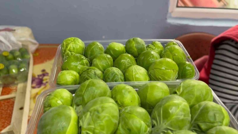 Bursa’nın İznik ilçesinde sezonda 12 bin ton Brüksel lahanası ihraç ediliyor
