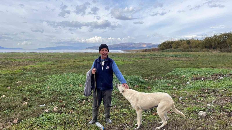 Suları çekilen İznik Gölü’nde artık koyunlar otluyor