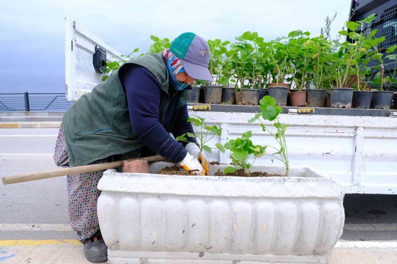 Rengârenk sardunyalar Ayvalık’ı süslüyor