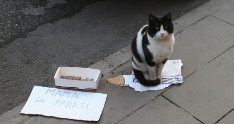 (ÖZEL) Bu kedi mama parası biriktirmek için kaldırımda bekliyor
