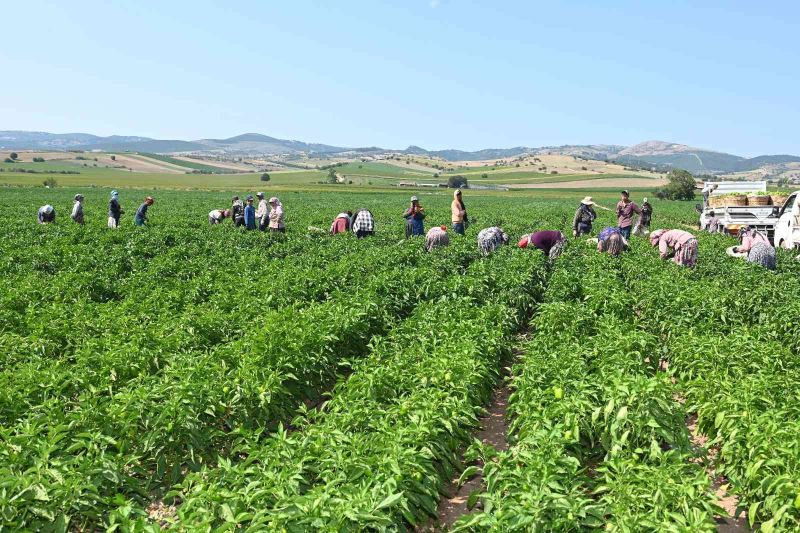 Yenişehir Biberi’ne de tescil belgesi