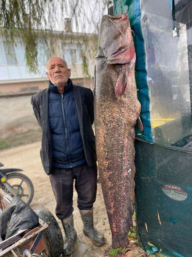2 metrelik balık oltaya takıldı: Yoldan geçen telefona sarıldı
