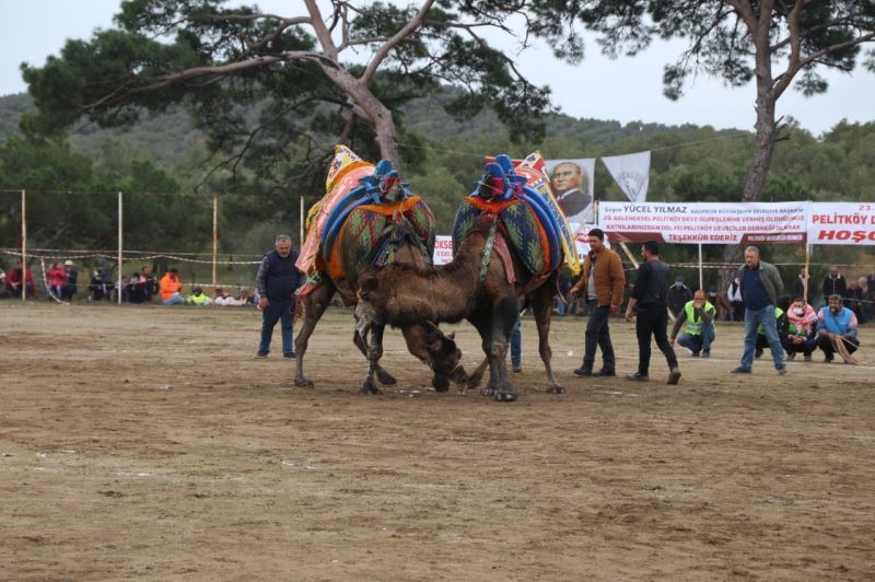 Burhaniye’de deve güreşleri başlıyor