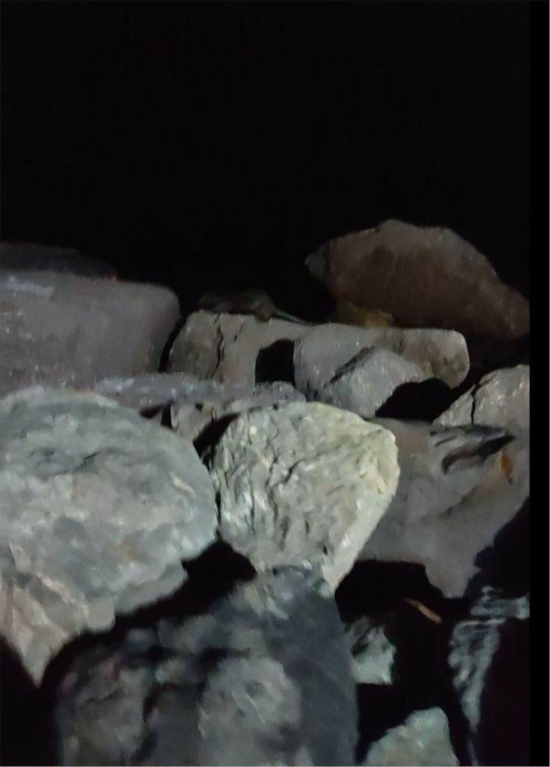 Kartal Sahili’nde ortaya çıkan su samuru kamerada