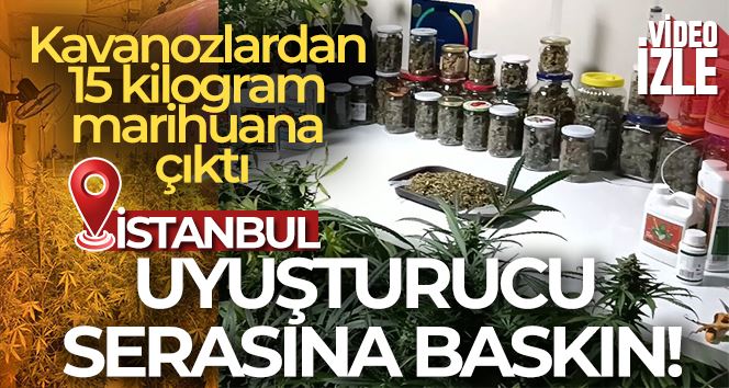 İstanbul’un göbeğindeki uyuşturucu serasına baskın: Kavanozlardan 15 kilogram marihuana çıktı